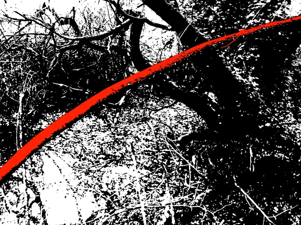 Red Branch